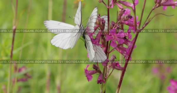 Mating of butterflies. Butterfly Aporia crataegi, the black-veined white, is a large butterfly of the family Pieridae. Стоковое видео, видеограф Андрей Армягов / Фотобанк Лори