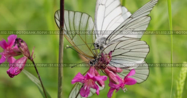 Mating of butterflies. Butterfly Aporia crataegi, the black-veined white, is a large butterfly of the family Pieridae. Стоковое видео, видеограф Андрей Армягов / Фотобанк Лори