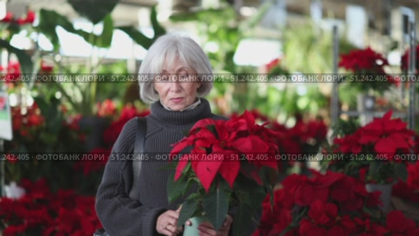 Mature woman in a knitted sweater chooses pots with a Poinsettia plant. Visitor to a garden store chooses plants for a cottage. Стоковое видео, видеограф Яков Филимонов / Фотобанк Лори