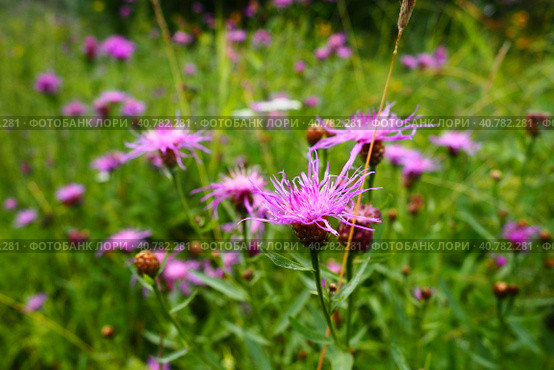 Meadow cornflower Centaurea jacea is a field weed plant, a species of the genus Cornflower of the family Asteraceae, or Compositae. Grows in meadows and forest edges. Violet elegant flower. Karelia. Стоковое фото, фотограф Юлия Петровская / Фотобанк Лори