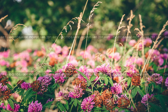 Meadow of Clover Flowers. Стоковое фото, фотограф Всеволод Белоусов / Фотобанк Лори