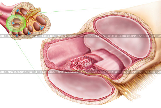 Medical illustration of endolymph in the membranous labyrinth of the inner ear. Стоковое фото, фотограф Stocktrek Images, Inc. / ТАСС / Фотобанк Лори