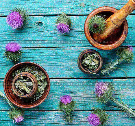 Medical plants flowers.Milk thistle or Silybum marianum. Herbal medicine and homeopathy. Стоковое фото, агентство Ingram Publishing / Фотобанк Лори