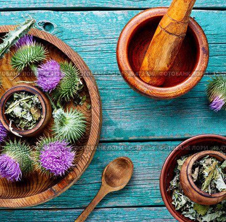 Medical plants flowers.Milk thistle or Silybum marianum. Herbal medicine and homeopathy. Стоковое фото, агентство Ingram Publishing / Фотобанк Лори