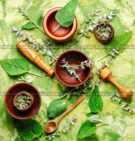 Medicinal herb Salvia officinalis.Fresh sage herb.Clary sage. Fresh leaves of sage. Стоковое фото, агентство Ingram Publishing / Фотобанк Лори