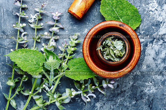 Medicinal herb Salvia officinalis.Fresh sage herb.Clary sage. Fresh leaves of sage. Стоковое фото, агентство Ingram Publishing / Фотобанк Лори
