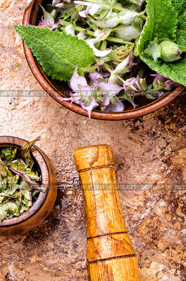 Medicinal herb Salvia officinalis.Fresh sage herb.Clary sage. Fresh leaves of sage. Стоковое фото, агентство Ingram Publishing / Фотобанк Лори