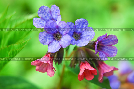 Медуница неясная цветет (Pulmonaria obskura) Стоковое фото, фотограф Алёшина Оксана / Фотобанк Лори