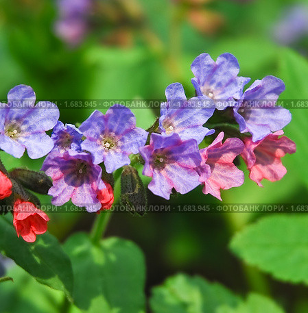 Медуница неясная цветет (Pulmonaria obskura) Стоковое фото, фотограф Алёшина Оксана / Фотобанк Лори