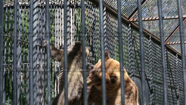 Медведица заботливо помогает медвежонку слезть с высоты. Стоковое видео, видеограф Юлия Машкова / Фотобанк Лори