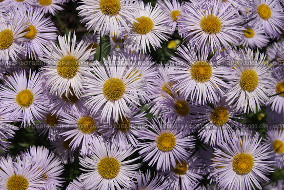 Мелколепестник красивый (Erigeron speciosus) лиловый. Стоковое фото, фотограф Галина Бурцева / Фотобанк Лори