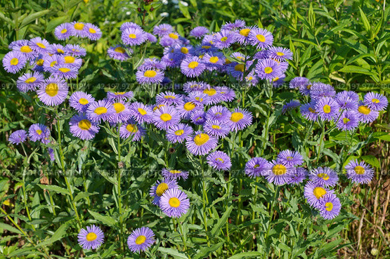 Мелколепестник (лат. Erigeron) на клумбе в летнем саду. Стоковое фото, фотограф Елена Коромыслова / Фотобанк Лори
