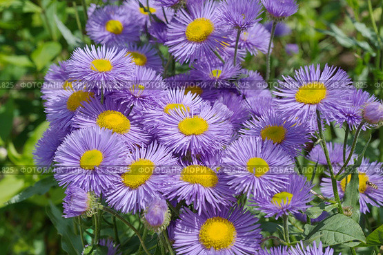 Мелколепестник (лат. Erigeron) цветет в саду летним днем. Стоковое фото, фотограф Елена Коромыслова / Фотобанк Лори