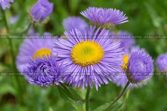 Мелколепестник (лат. Erigeron) в саду крупным планом. Стоковое фото, фотограф Елена Коромыслова / Фотобанк Лори