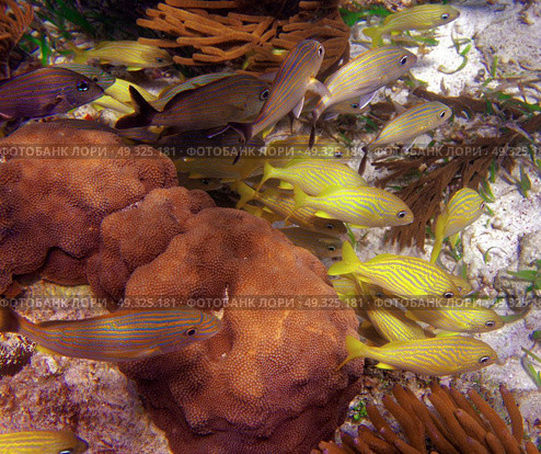 Mesoamerican barrier Great Mayan Reef grunt fishes in Riviera Maya Mexico. Стоковое фото, агентство Ingram Publishing / Фотобанк Лори