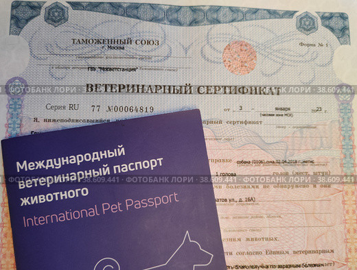 Международный ветеринарный паспорт животного и ветеринарный сертификат. Документы на собаку для полета на самолете (2023 год). Редакционное фото, фотограф Ирина Терентьева / Фотобанк Лори