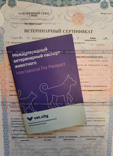 Международный ветеринарный паспорт животного и ветеринарный сертификат (2023 год). Редакционное фото, фотограф Ирина Терентьева / Фотобанк Лори