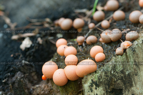 Миксомицет Lycogala epidendrum на старом пне. Стоковое фото, фотограф Александр Курлович / Фотобанк Лори