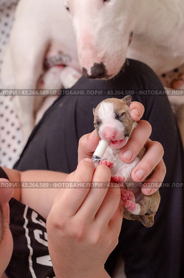 Miniature Bull Terrier puppy with mother in a wooden box, close up. Стоковое фото, фотограф Ольга Морозова / Фотобанк Лори
