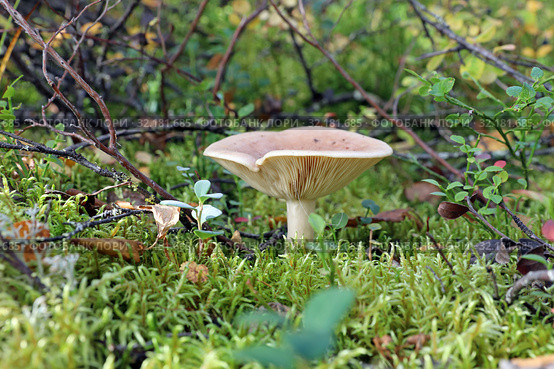 Млечник ароматный (Lactarius glyciosmus). Гриб среди мха, Ямало-Ненецкий автономный округ. Стоковое фото, фотограф Григорий Писоцкий / Фотобанк Лори