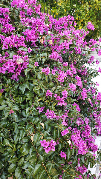 Многолетнее растение Бугенвиллия (лат. Bougainvillea). Холм Турковуния. Галацион. Аттика. Греция (2023 год). Стоковое фото, фотограф lana1501 / Фотобанк Лори