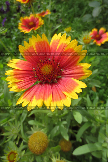 Многолетний цветок Гайлардия (Gaillardia) Стоковое фото, фотограф Т. З. / Фотобанк Лори