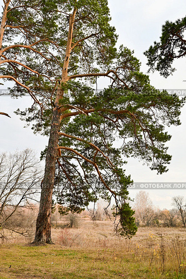 Могучая сосна осенью. Колмаковский парк. Город Заводоуковск. Стоковое фото, фотограф Александр Тараканов / Фотобанк Лори
