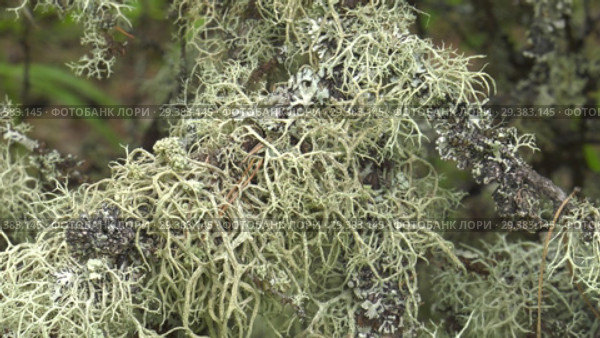 Мох и лишайник на древесном пне. Moss and lichen on a tree stump. Стоковое видео, видеограф Евгений Романов / Фотобанк Лори