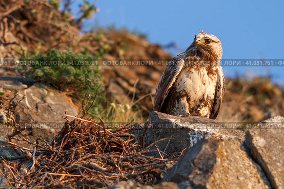 Мохноногий канюк (также известен как зимняк, Buteo lagopus). Большая хищная птица сидит на скале возле гнезда. Дикая птица в естественной среде обитания. Лето в Арктике (июнь). Животный мир Чукотки и Сибири. Дальний Восток России. Стоковое фото, фотограф Андрей Степанов / Фотобанк Лори