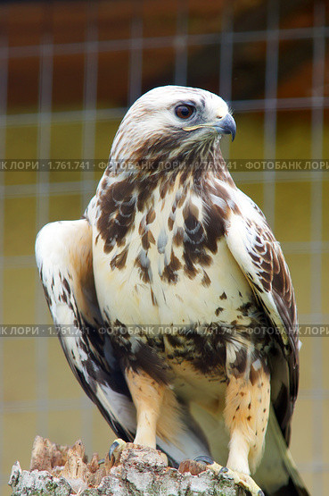 Мохноногий канюк (зимняк) Rough-Legged Hawk. Стоковое фото, фотограф Михаил Борсов / Фотобанк Лори