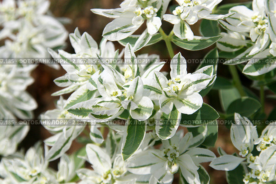 Молочай окаймленный, цветущее растение (Богатая невеста, Snow-on-the-mountain, Euphorbia marginata) Стоковое фото, фотограф Щеголева Ольга / Фотобанк Лори