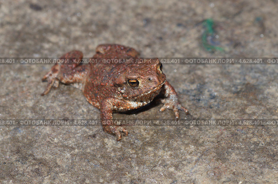 Молодая обыкновенная серая жаба (Bufo bufo) Стоковое фото, фотограф Елена Коромыслова / Фотобанк Лори