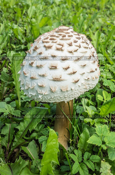 Молодой гриб-зонтик пестрый Macrolepiota procera на лугу в зеленой траве./ A young parasol mushroom. Стоковое фото, фотограф Iva Noel / Фотобанк Лори