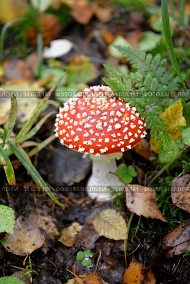 Молодой красный мухомор  (Amanita muscaria (L.) Hook.) на старой листве. Стоковое фото, фотограф Ирина Борсученко / Фотобанк Лори