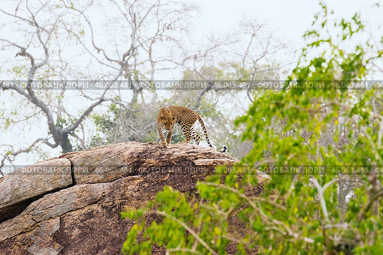Молодой цейлонский леопард (Panthera pardus kotiya) проснулся и потягивается (2016 год). Стоковое фото, фотограф Анна Ефимова / Фотобанк Лори
