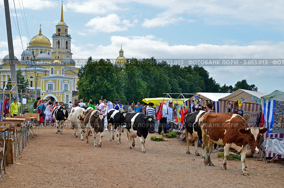 Монастырские коровы (2011 год). Редакционное фото, фотограф Елена Коромыслова / Фотобанк Лори