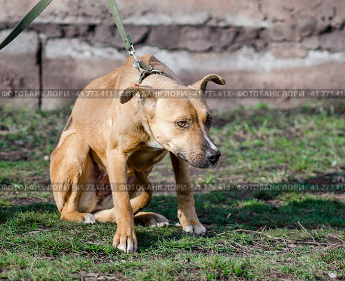 mongrel dog on a leash looking up. Стоковое фото, фотограф Артем Курутин / Фотобанк Лори