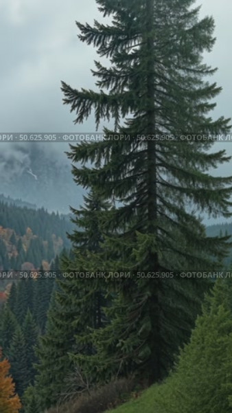 Moody and spooky cinematic forest pass by window. Clouds and fog on mountain cover forest valley. Majestic woods on autumn or winter day in highlands. Стоковое AI-видео, аниматор Sergey Grishin / Фотобанк Лори