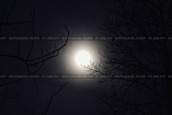 Moon Glows Over Wintry Trees of Karelia Finland, a Cold Night. Стоковое фото, фотограф Aleksandr Golubev / Фотобанк Лори