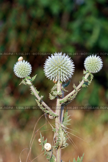 Мордовник шароголовый (Echinops sphaerocephalus) Стоковое фото, фотограф EtoileDeChemin / Фотобанк Лори
