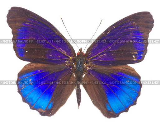 Morpho adonis blue butterfly isolated on white background.  morpho adonis blue butterfly. Стоковое фото, агентство Ingram Publishing / Фотобанк Лори
