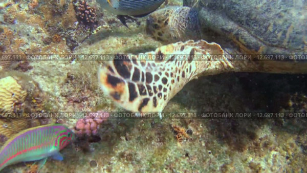 Морская черепаха Бисса (Eretmochelys imbricata) ест коралл. Стоковое видео, видеограф Некрасов Андрей / Фотобанк Лори