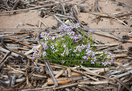 Морская горчица балтийская (лат. Cakile maritima subsp. baltica) Стоковое фото, фотограф Елена Арсентьева / Фотобанк Лори
