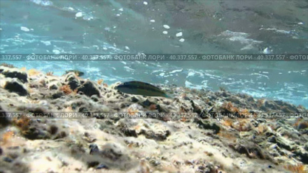 Морское дно мелководья под барашками пробегающих волн. Стоковое видео, видеограф Цыбин Вадим / Фотобанк Лори