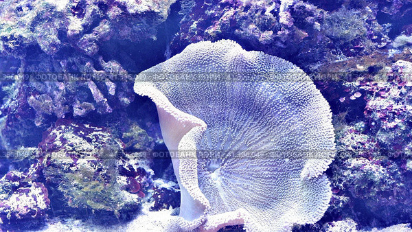 Морской аквариум с живыми кораллами. Резервуар, наполненный водой, для содержания живых подводных животных. Морское дно с неоновой подсветкой. Marine aquarium with live corals. Tank filled with water to hold live underwater animals. Стоковое фото, фотограф Volha Zhurauliova / Фотобанк Лори