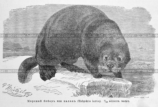 Морской бобер или калан (Enhydis lutris) - рисунок из книги А. Брэма "Жизнь животных" 1896г. Стоковая иллюстрация, иллюстратор Вера Смолянинова / Фотобанк Лори