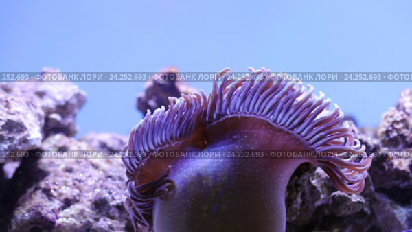 Морской риф - фиолетовая актиния и рыбы-клоуны Amphiprion ocellaris. Стоковое видео, видеограф Евгений Ткачёв / Фотобанк Лори