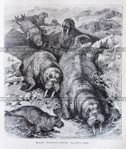 Моржи (Trichechus rosmarus) - рисунок из книги А. Брэма "Жизнь животных", 1896 г. Стоковая иллюстрация, иллюстратор Вера Смолянинова / Фотобанк Лори