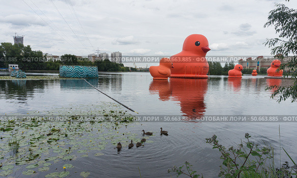 Москва, Кожуховский затон, утки реальные и надувные. Редакционное фото, фотограф Николай Алмаев / Фотобанк Лори