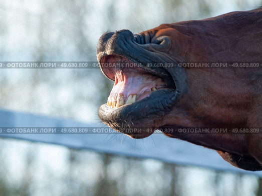 motion portrait of sniffing bay stallion. close up. Стоковое фото, агентство Ingram Publishing / Фотобанк Лори